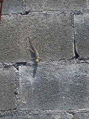 Sceloporus cyanogenys