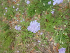 Scabiosa canescens