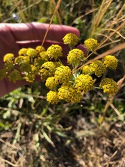 Bupleurum americanum