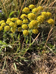 Bupleurum americanum