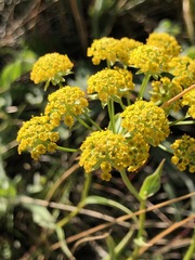 Bupleurum americanum