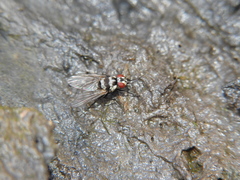 Limnophora obsignata