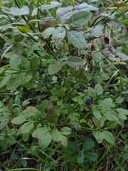 Vaccinium myrtillus