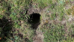 Marmota marmota