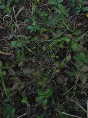 Vaccinium myrtillus