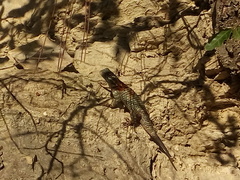 Sceloporus torquatus binocularis