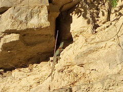 Sceloporus torquatus binocularis