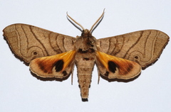 Gynoeryx meander