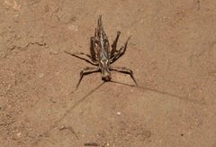 Brachyinsara hemiptera
