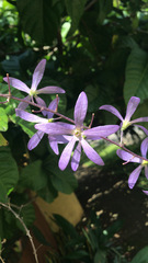 Petrea