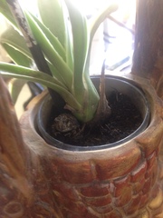 Pleurodema brachyops