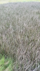 Juncus roemerianus