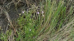 Agalinis maritima