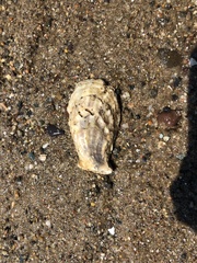Crassostrea virginica
