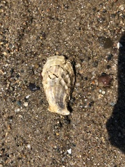 Crassostrea virginica