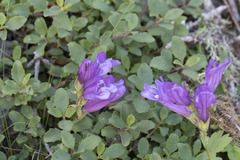 Penstemon cardwellii