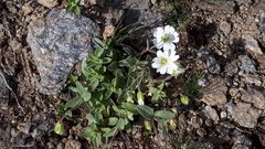 Cerastium latifolium