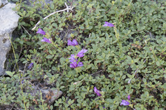 Penstemon cardwellii