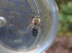 Andrena fuscipes
