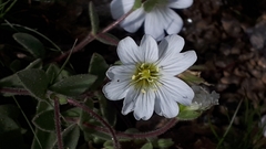 Cerastium latifolium