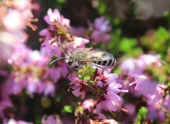 Colletes succinctus