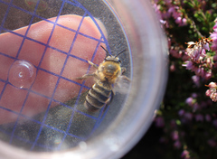 Andrena fuscipes