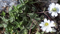 Cerastium latifolium