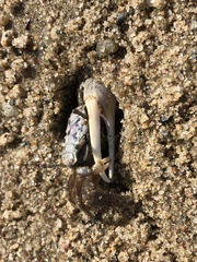 Leptuca pugilator