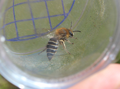 Colletes succinctus