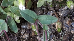Cerastium latifolium