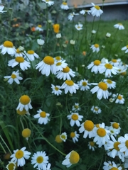 Tripleurospermum inodorum