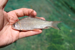 Carpiodes carpio