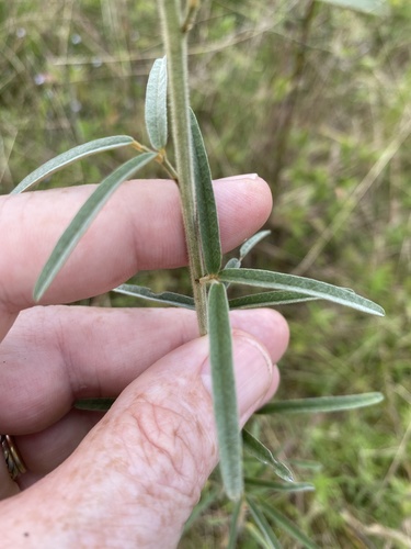 Narrowleaf lespedeza