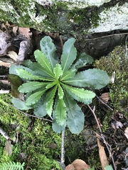 Micranthes micranthidifolia