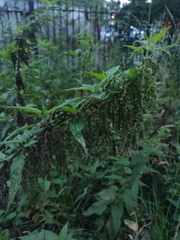 Urtica dioica