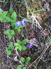 Clematis occidentalis grosseserrata
