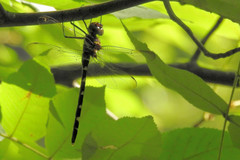 Macromia