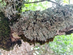 Hypogymnia farinacea