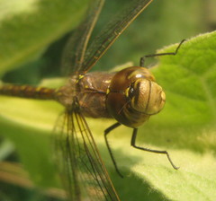 Aeshna interrupta
