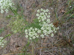 Seseli annuum