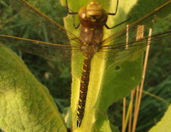 Aeshna interrupta