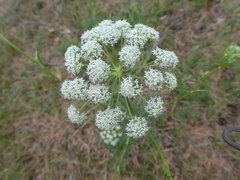 Seseli annuum