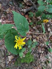 Hieracium amplexicaule