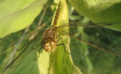 Aeshna interrupta