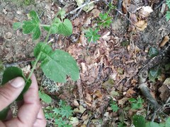 Hieracium amplexicaule