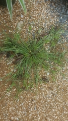 Cyperus compressus