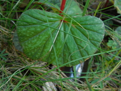 Begonia tapatia