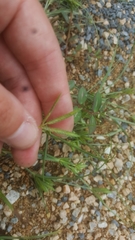Cyperus compressus