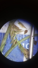 Cyperus compressus