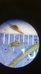 Cyperus compressus